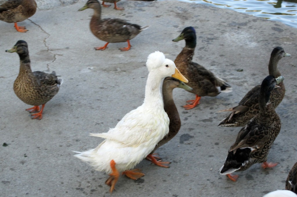 Mile Square Park Ducks